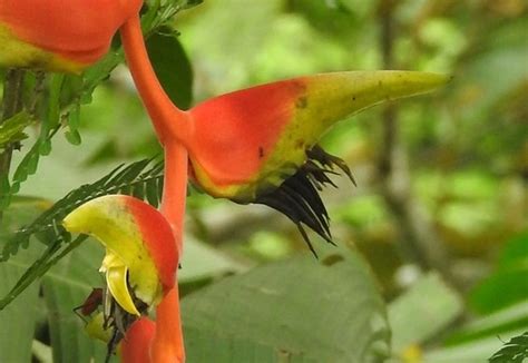 Graines D Heliconia Platystachys Sexy Orange Boutique V G Tale