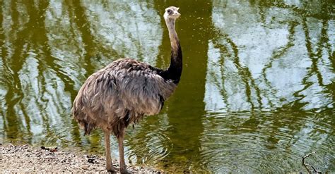 A Bird Drinking Water Free Stock Video Footage, Royalty-Free 4K & HD ...