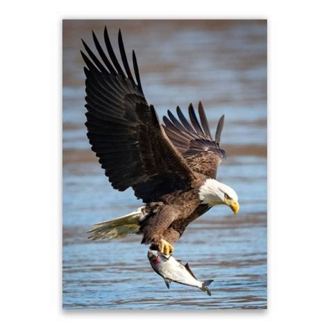 Bald Eagle Prey Poster - A1 | Shop Today. Get it Tomorrow! | takealot.com