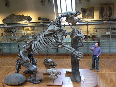 Giant Sloth Fossil Discovered In Sinkhole In Mexico – Cosmic Scientist