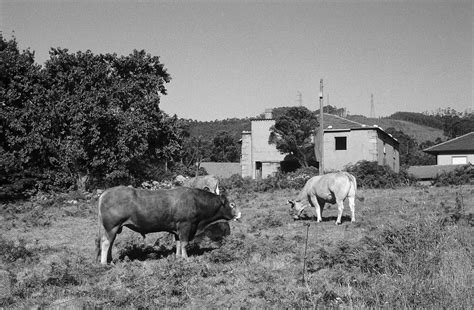 A Barxa Leica M 7 Summicron 2 50 FP 4 Revelada Con Rodin Flickr