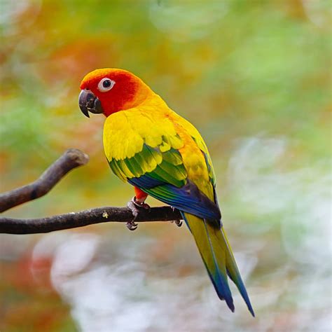 True Parrot Stock Photos, Pictures & Royalty-Free Images - iStock