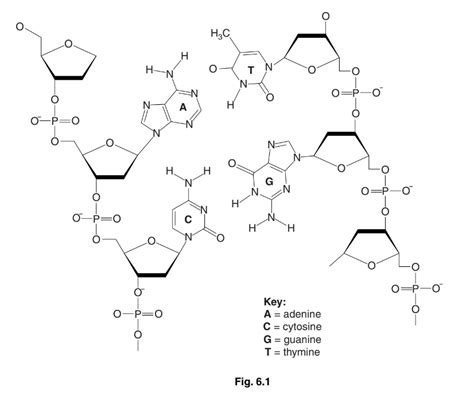 Dna Structure Labeled Hydrogen Bonds