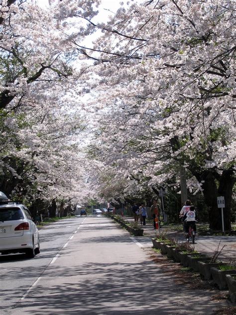 car_road_cherry_blossom_akita | Kyuhoshi