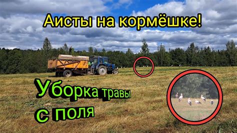 Уборка травы с поля. Слетелась целая стая аистов! - YouTube