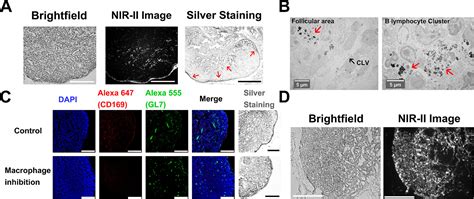 Multifunctional Gold Nanoclusters For Effective Targeting Near