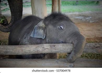 483 Scared Elephant Images, Stock Photos & Vectors | Shutterstock