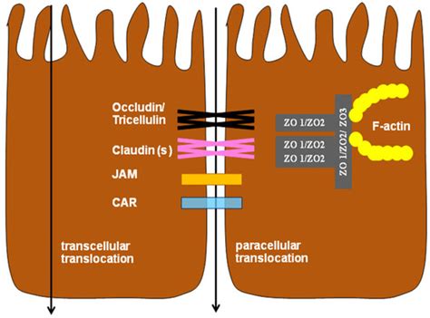 Toxins Free Full Text Enteric Pathogens And Their Toxin Induced