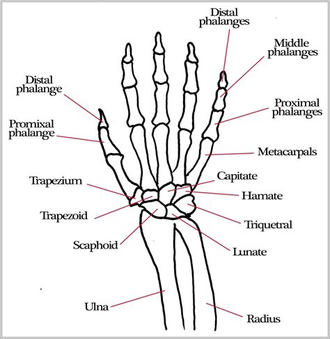 Pictures Of Hand Bones Image | Anatomy System - Human Body Anatomy ...