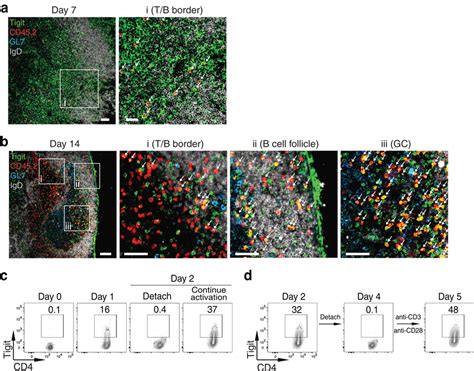 Tigitcd T Cell Localization And Regulation Of Tigit Expression In