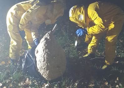 Alerta Por La Aparici N De La Avispa Asi Tica En El Sur De Burgos