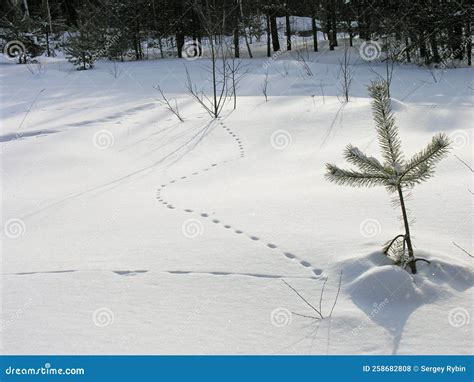 Mouse tracks in the snow stock photo. Image of sunny - 258682808