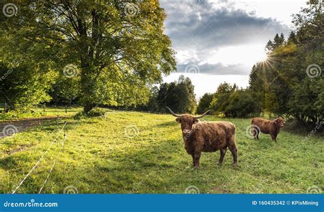 Two Highland Cattle Cows On Green Pasture View Bos Taurus Or