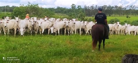 Pol Cia Civil Localiza Em Bela Vista Gado Roubado No Paraguai Midia