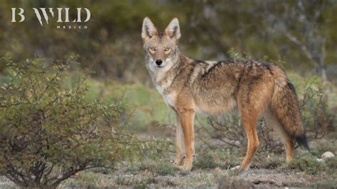 Entre El Peyote Y El Coyote Fotocacería Coyotes Harris Cola Roja Desierto Hd México