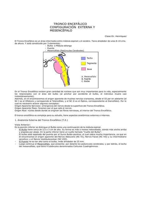 Tronco encefálico configuración externa y mesencéfalo Biología