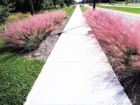 Pink Muhly Grass Muhlenbergia Capillaris Live Starter Plant