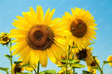 Premium Photo | Kharkov Ukraine Sunflower fields with sunflower are ...