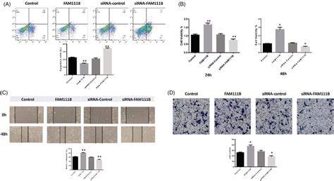 A Effect That Overexpression Of Fam B And Knockdown Of Fam B On