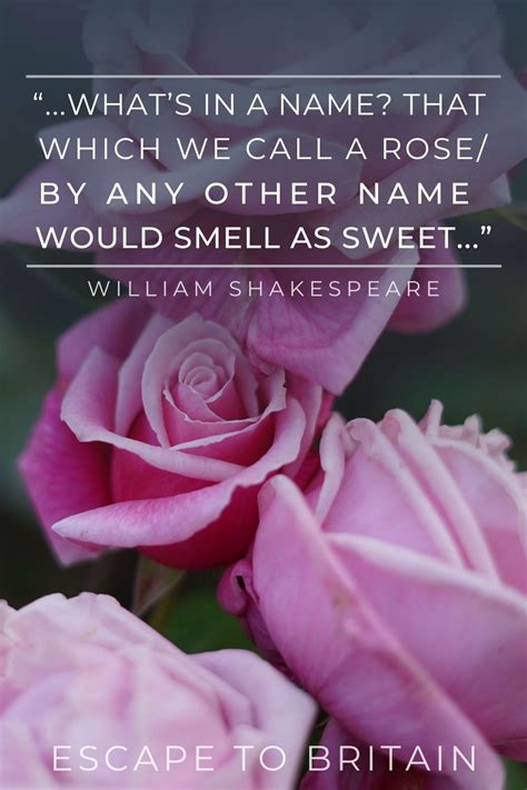 Ten Beautiful Rose Quotes about the Delicate and Fragrant Flower