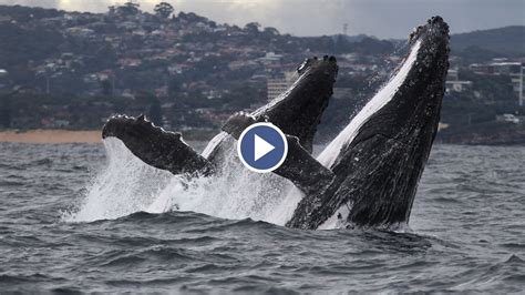 Humpback Whale Breaching Video