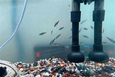 Best Water For Neon Tetras Tap Distilled Or Well Water