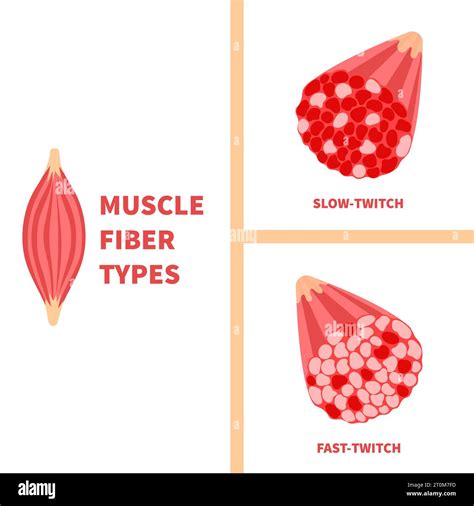 Contracci N Lenta Y Contracci N R Pida Tipos De Fibra Muscular