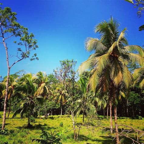 HD Wallpaper Costa Rica Pura Vida Central America Jungle Green