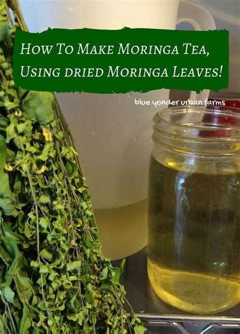 How To Make Moringa Tea Using Dried Moringa Leaves Moringa Leaves