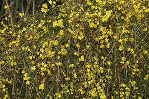 Jasminum Nudiflorum