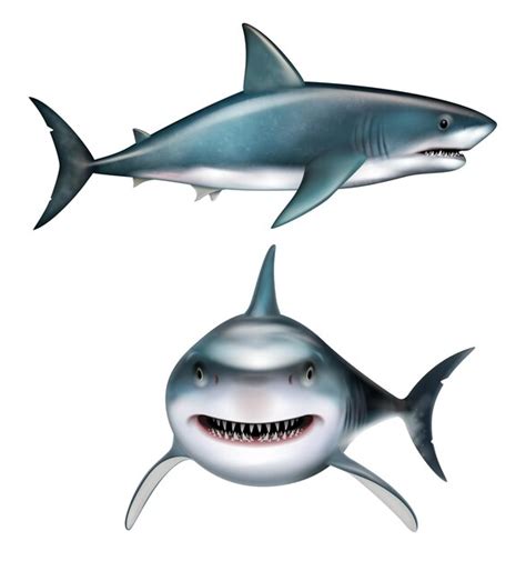 Megalodon Clipart: Explore Stunning Megalodon Illustrations and Graphics