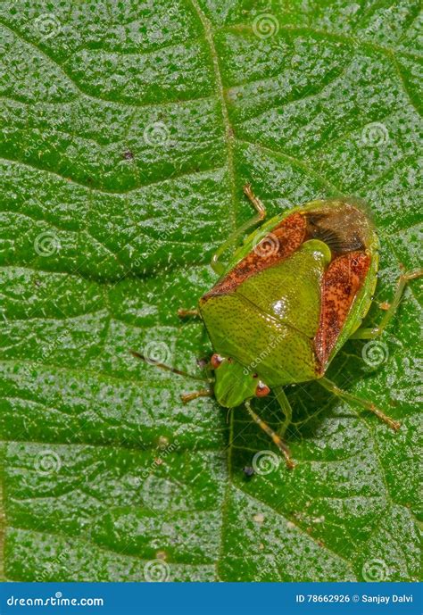 Plautia Crossota Stink Bug Stock Photo Image Of Insect 78662926