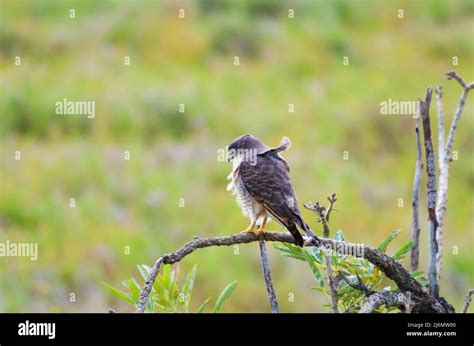 Hermosa Hawk Hawk Pájaro O Carretera Hawk Rupornis Magnirostris En Un árbol En El Humedal De