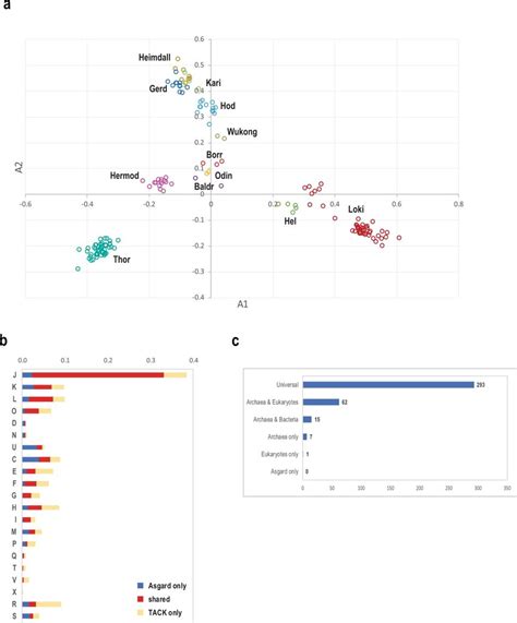 Classification Of Asgard Archaea By The Phyletic Patterns And The Core