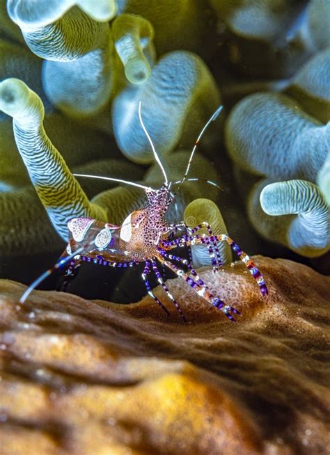 Spotted Cleaner Shrimp Periclimenes Yucatanicus Stock Photo Image Of