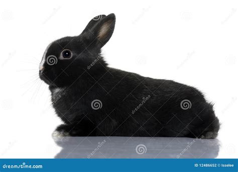 Black baby rabbit sitting stock photo. Image of full - 12486652