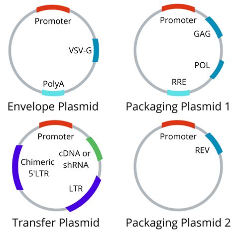 Lentivirus Packaging Generations Resources | BioInnovatise