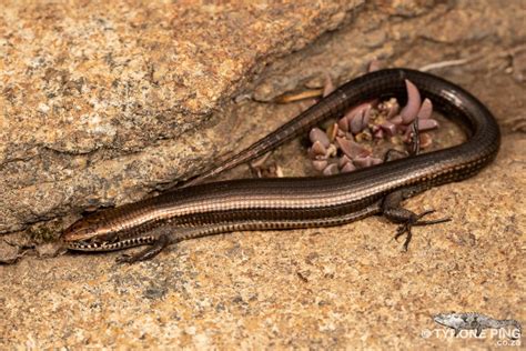 Tetradactylus Seps Short Legged Seps