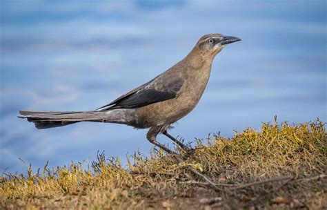 Great Tailed Grackle Owen Deutsch Photography