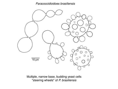 Ppt Primary Systemic Mycosis Powerpoint Presentation Free Download