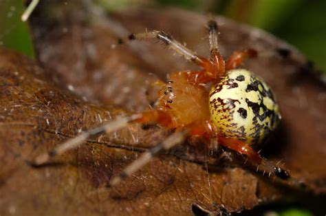 Marbled Orbweaver Araneus Marmoreus Bugguide Net