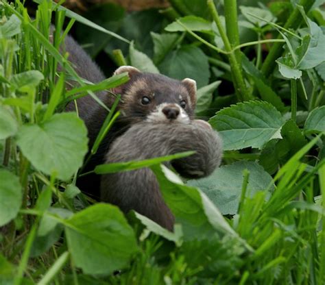 British Wildlife Centre Keepers Blog Polecat Babies