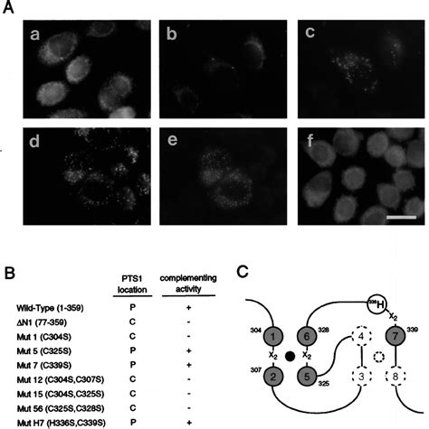 N Terminal Deletion And Ring Finger Mutagenesis Of Pex P A N An