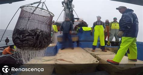 Pesca Da Sardinha Reabre Na Segunda Feira MyBolsa