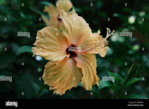 Peach Colored Hibiscus Flower Stock Photo Alamy