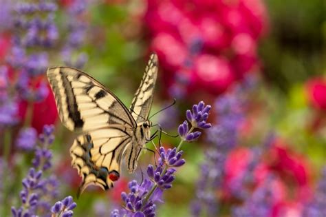 20 Herbs That Will Attract Butterflies To Your Garden