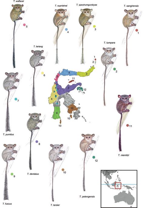 2 Sulawesi's endemic tarsier species (Tarsius). (Illustration courtesy... | Download Scientific ...