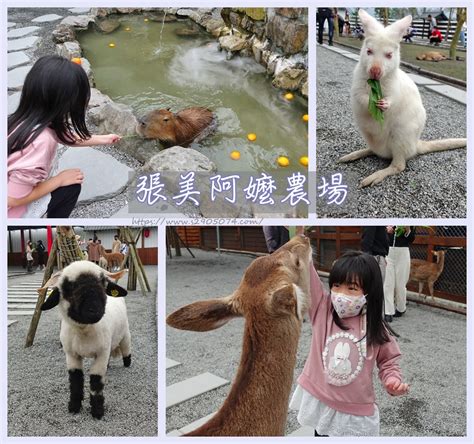 宜蘭 張美阿嬤農場 可愛動物大集合 水豚君、黑綿羊、草泥馬、兔豚鼠、袋鼠、梅花鹿－米陸愛享樂｜痞客邦