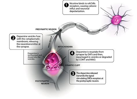 Activation Of The Dopaminergic Reward System By Nicotine Nachrs