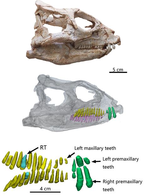 Paleontologists Revealed The Tooth Replacement Of The Earliest